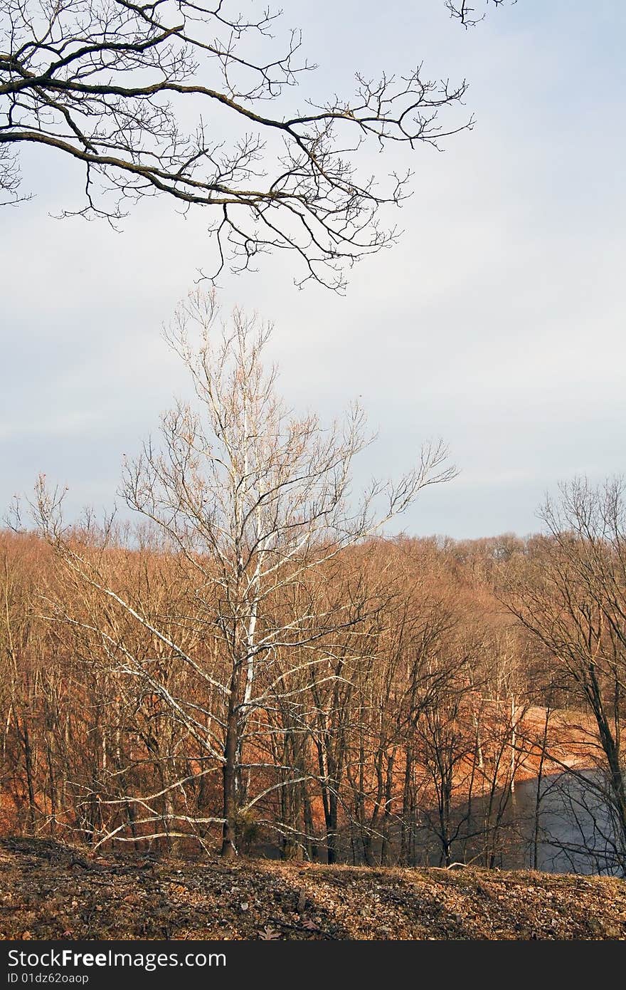 Sycamore tree by woodland pond