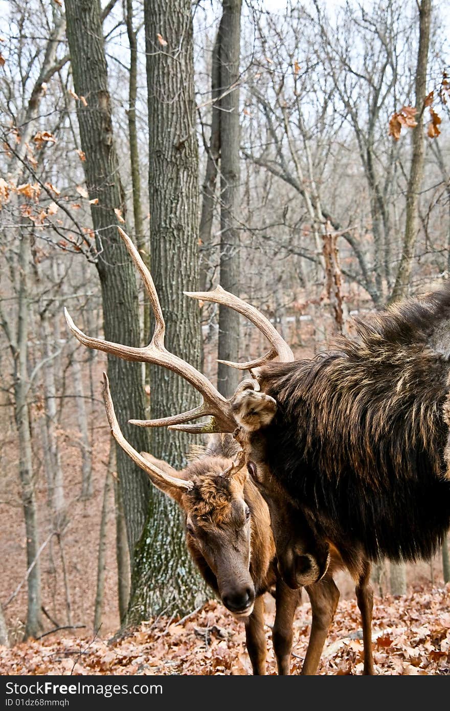 Two bull elks sparring nature