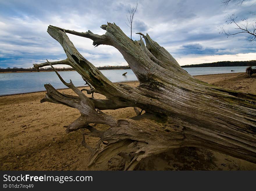 Driftwood