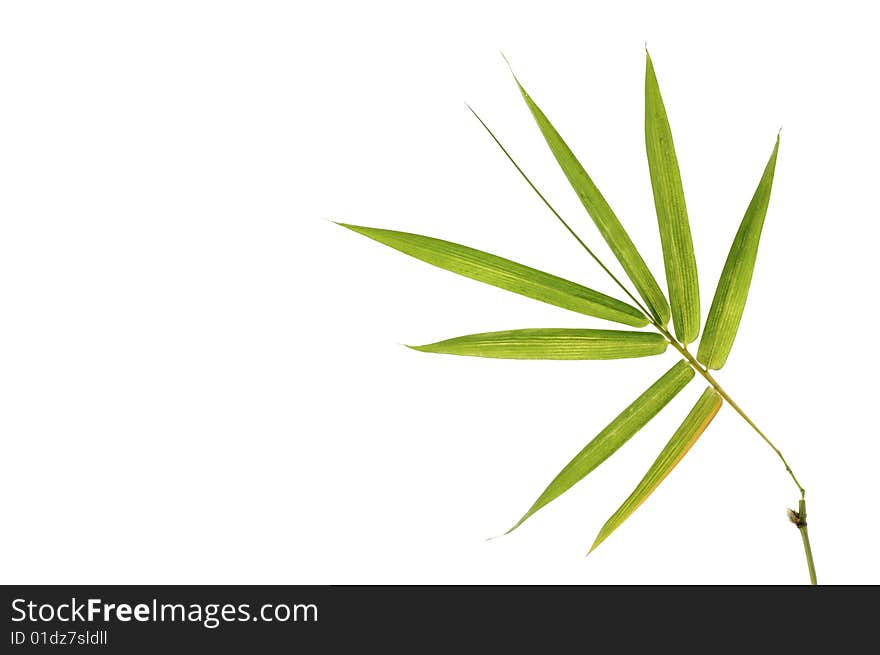 Bamboo green leaf on white background. Bamboo green leaf on white background