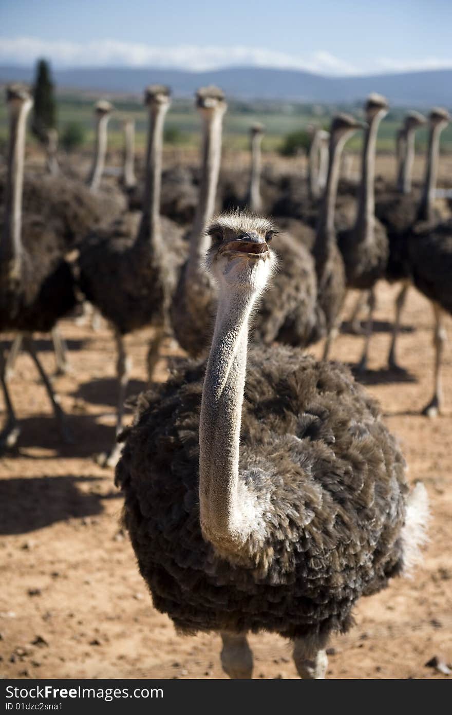 Ostrich farm in South Africa. Ostrich farm in South Africa