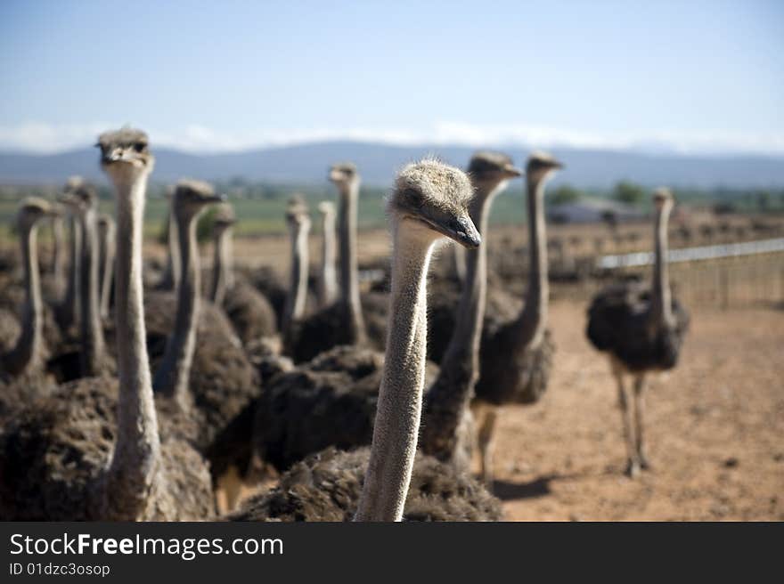 Ostrich farm in South Africa. Ostrich farm in South Africa