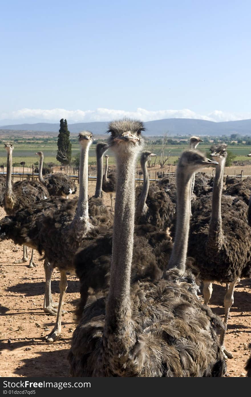 Ostrich farm in South Africa. Ostrich farm in South Africa