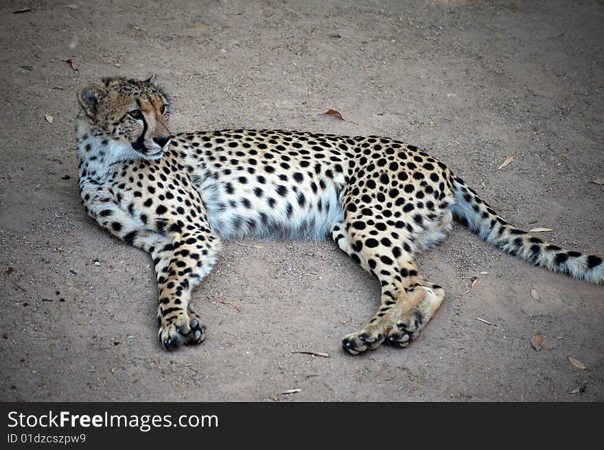 Young male cheetah resting on the sand