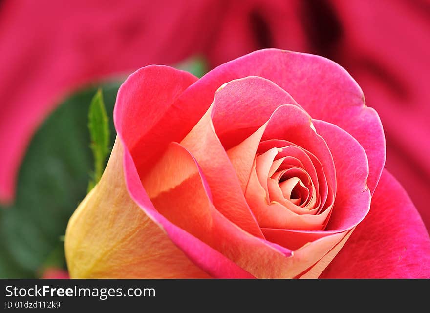 Close up of red rose