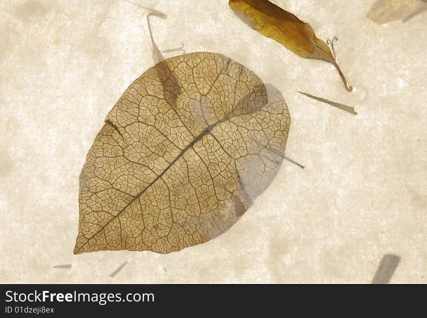 Nature texture of old paper