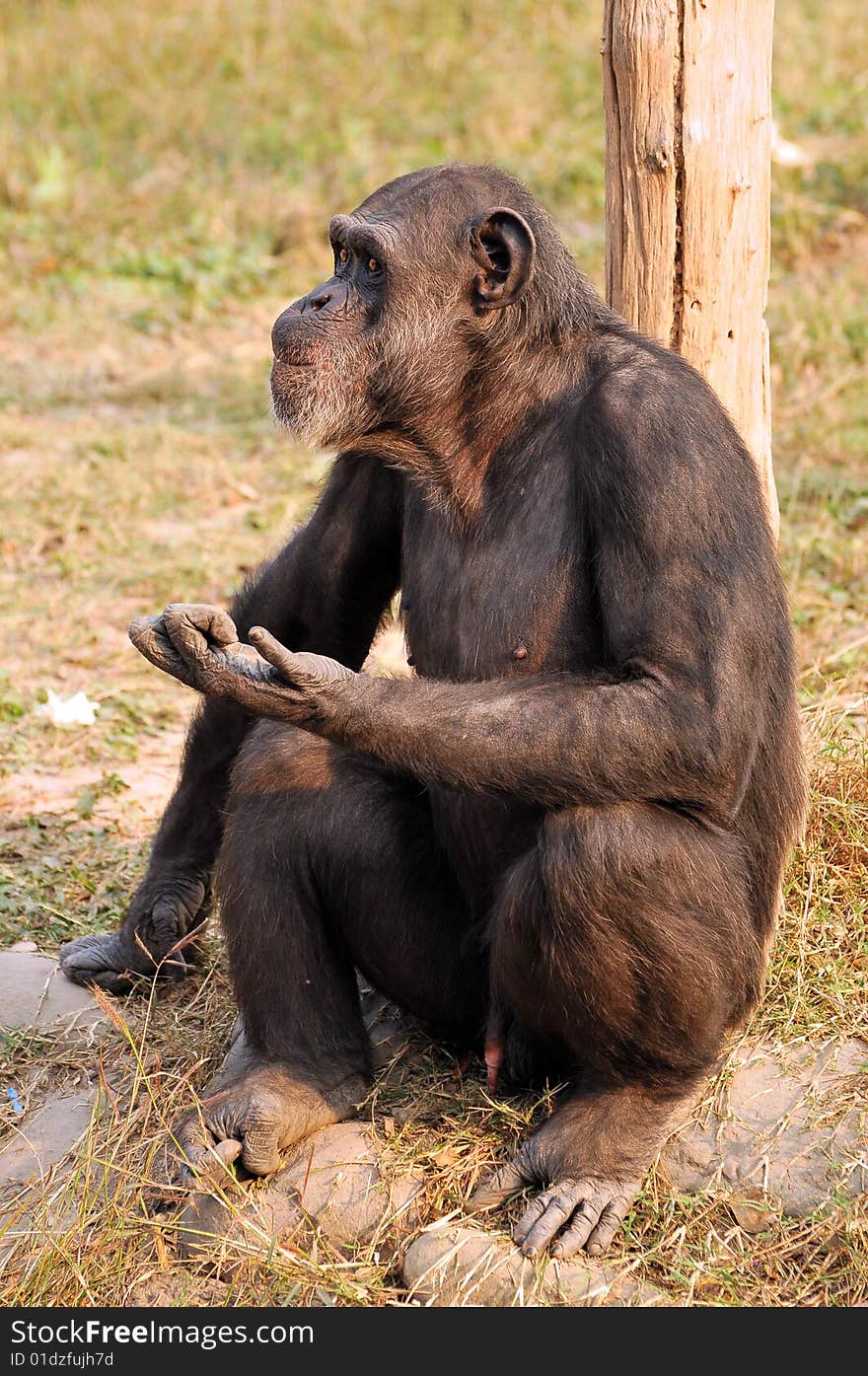 Chimpanzee