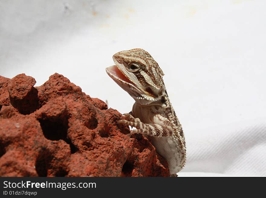 This is a young Pogona vitticeps opening his mouth. This is a young Pogona vitticeps opening his mouth.