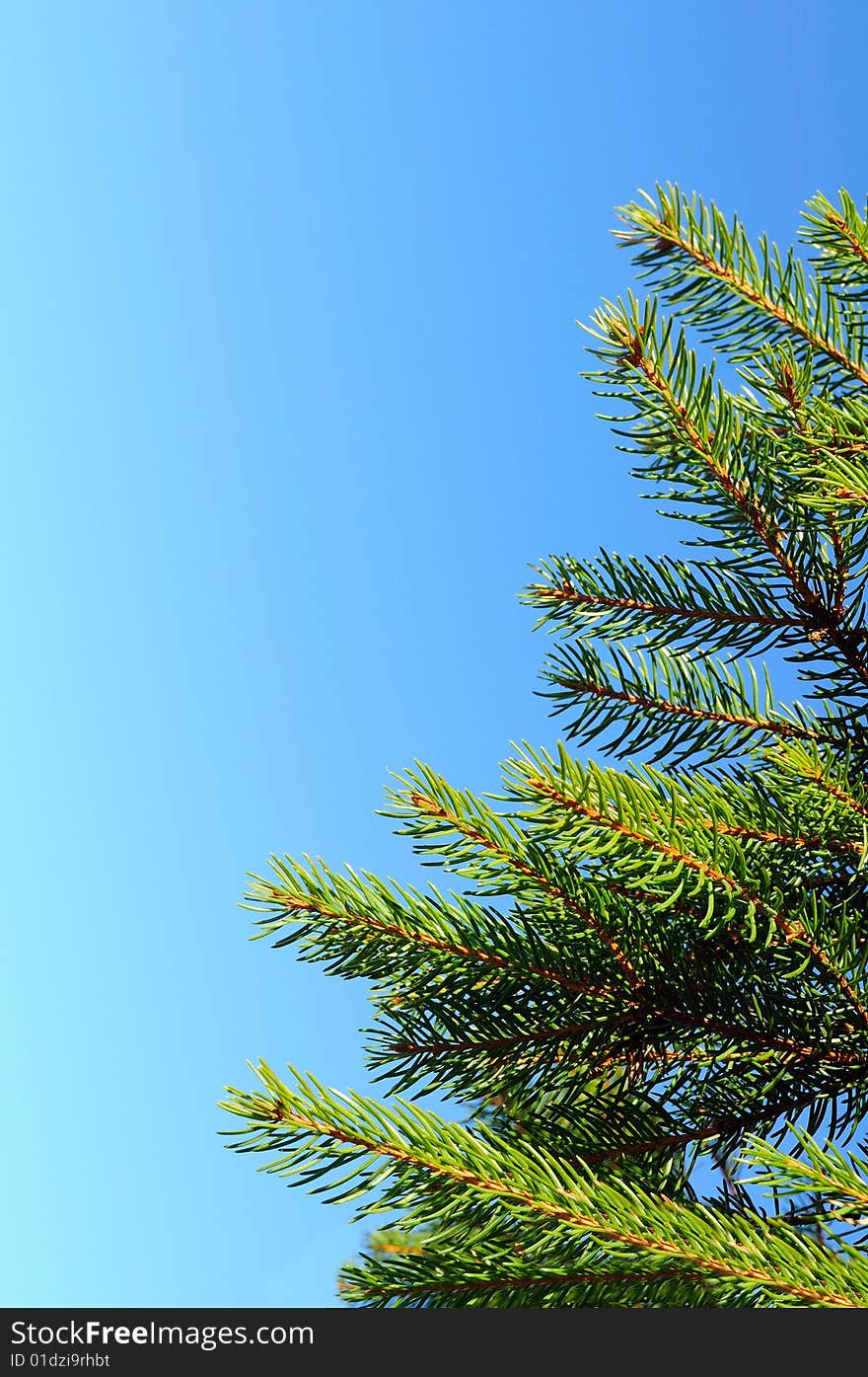 Green fir branch on the blue sky in the background.