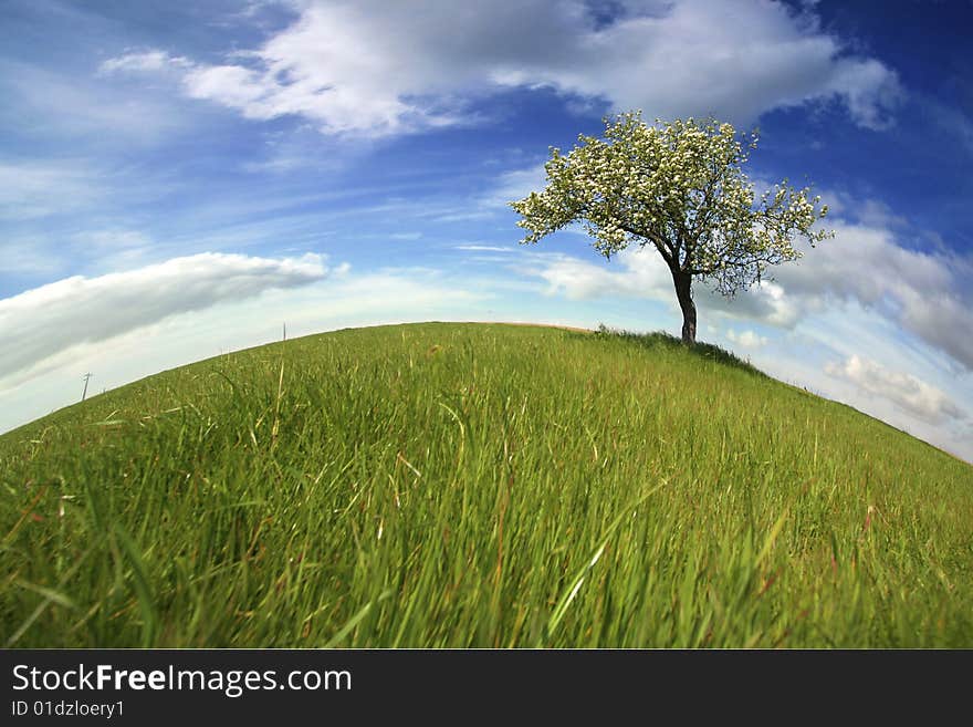 Beautiful spring landscape with lonely tree - landscape orientation