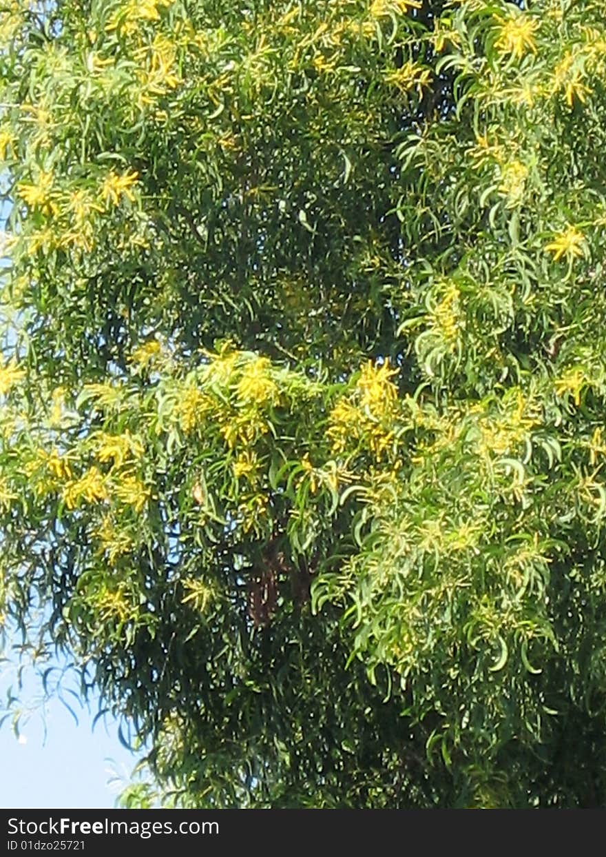 A background photo with a tree and leaves. A background photo with a tree and leaves.