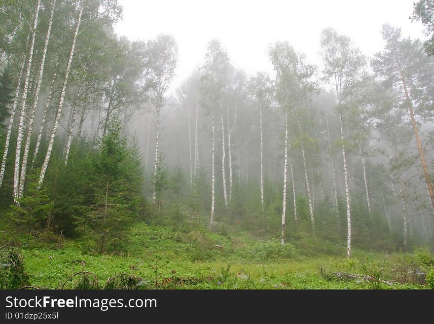 Forest in the mountains of the southern Ural. Bashkiria, Russia. Forest in the mountains of the southern Ural. Bashkiria, Russia