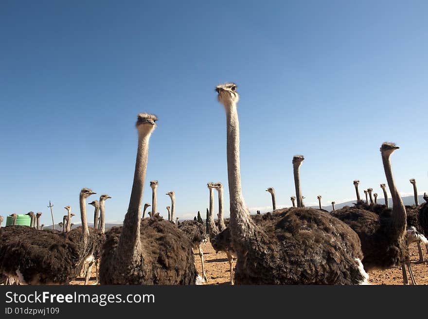 Ostrich farm in South Africa. Ostrich farm in South Africa