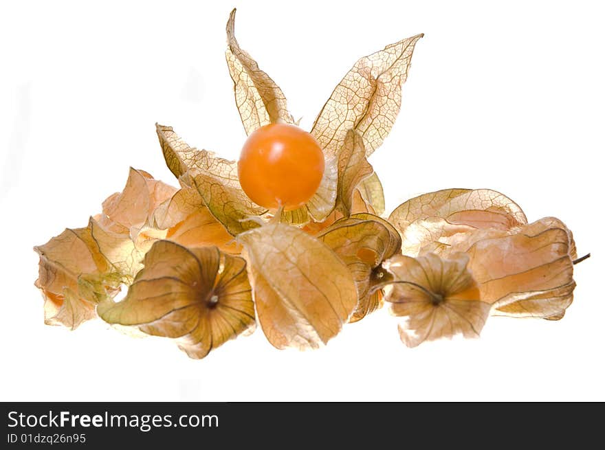 Phillis fruit isolated on white background.