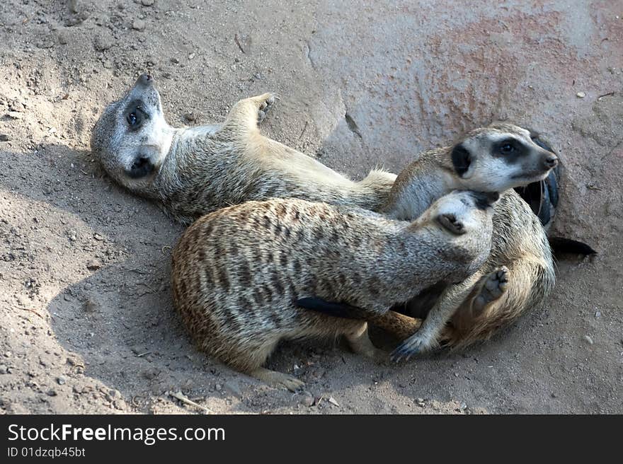 Meerkat, Suricata suricatta,mongoose close-up