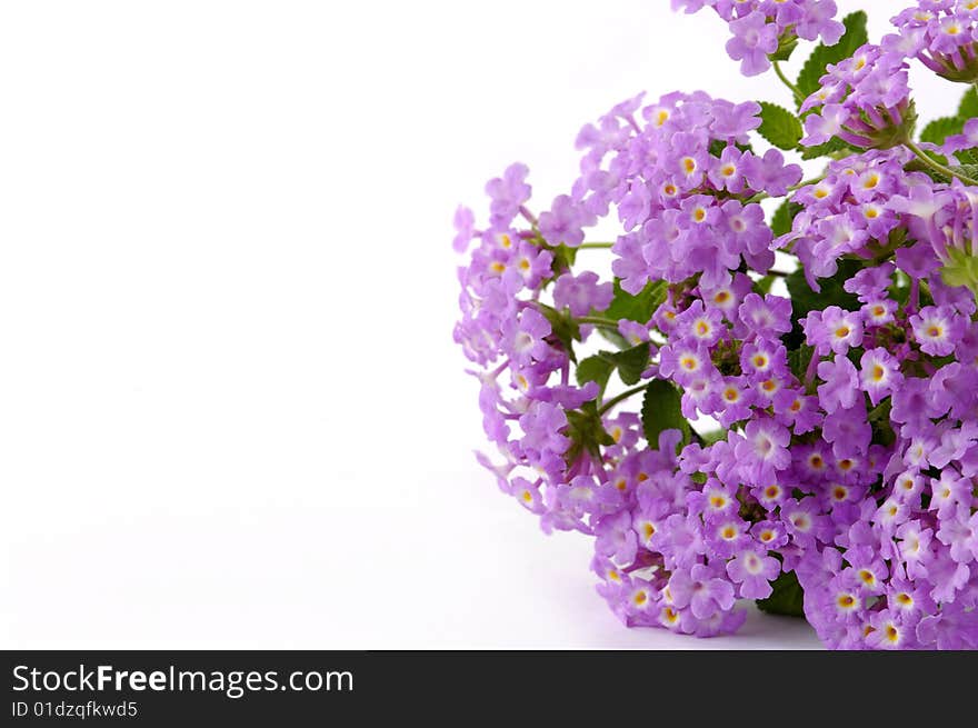 Bright large pink flowers on a background