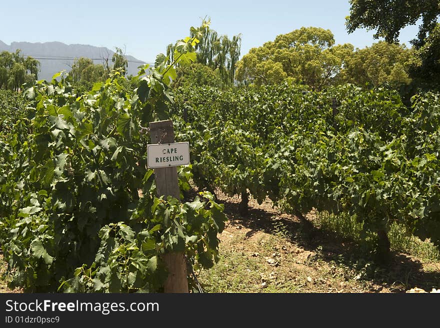 Riesling vineyard in South Africa