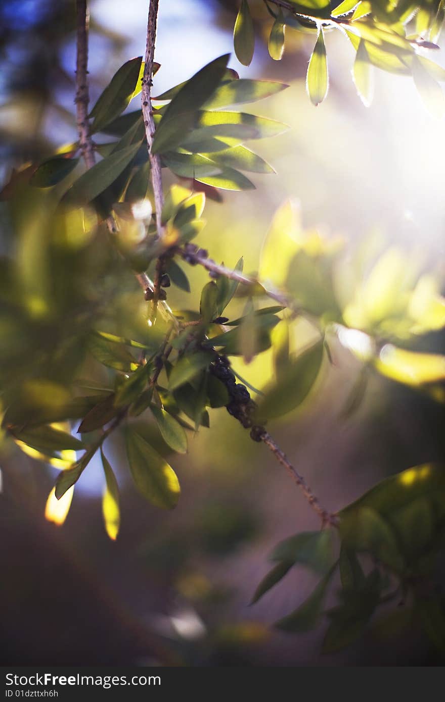 Light coming through the leaves and branches of a tree outside. Light coming through the leaves and branches of a tree outside