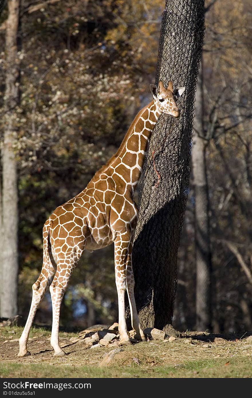 A tall and majestic giraffe baby posing for a picture with a tree.