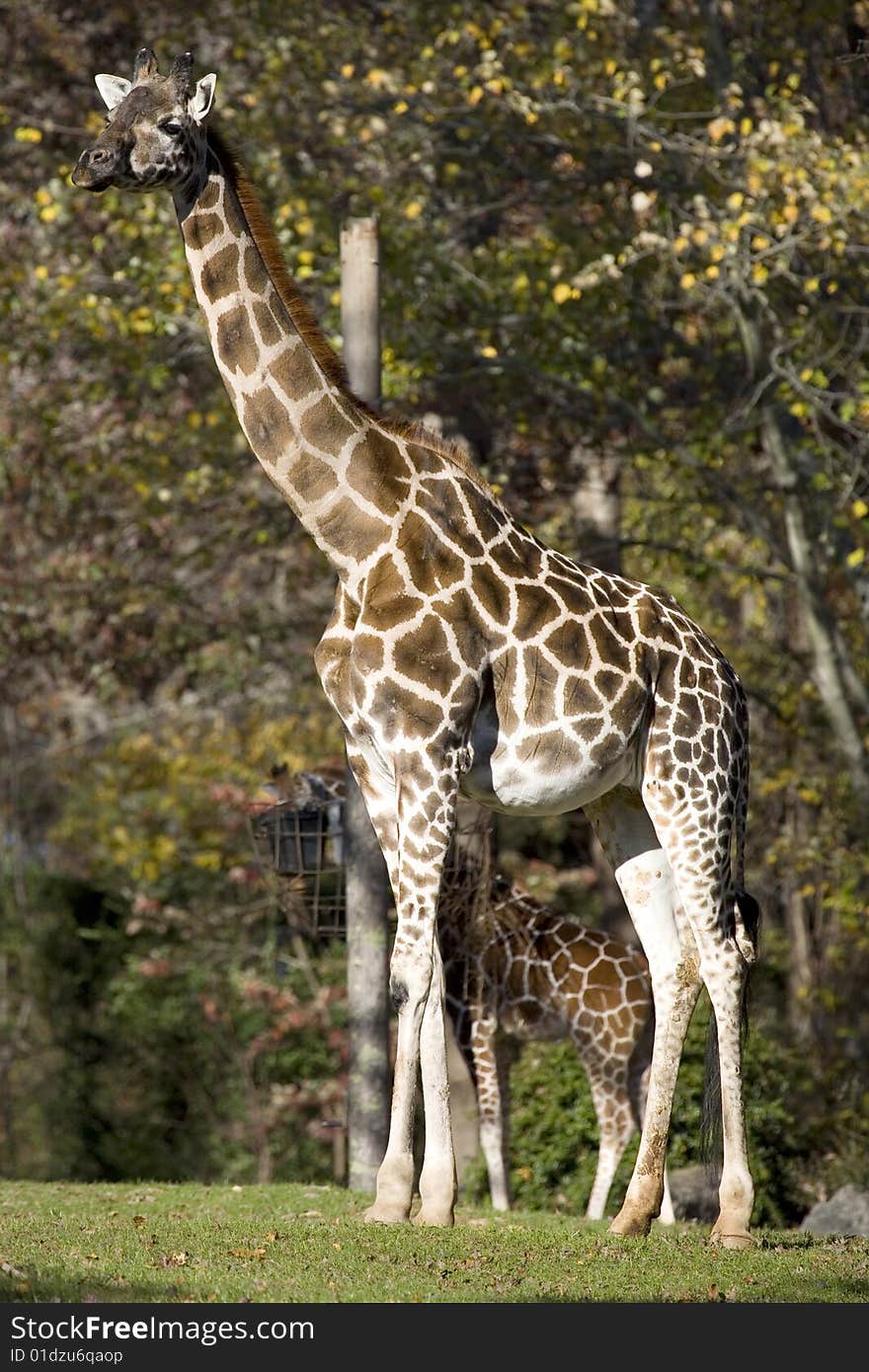 A tall and majestic giraffe with its baby safely hiding behind its mother. A tall and majestic giraffe with its baby safely hiding behind its mother.