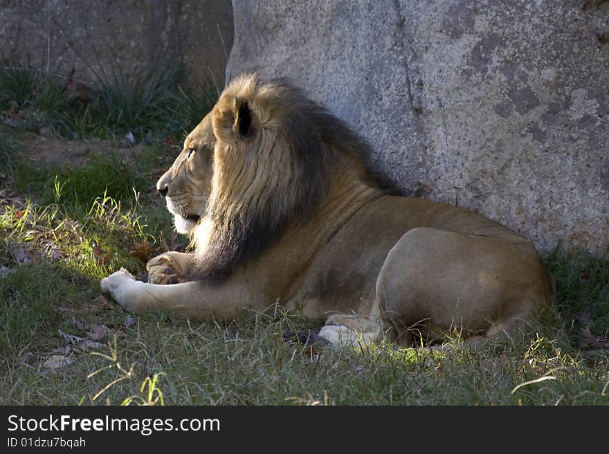 A magnificent and fierce lion resting in the late afternoon sun. A magnificent and fierce lion resting in the late afternoon sun.