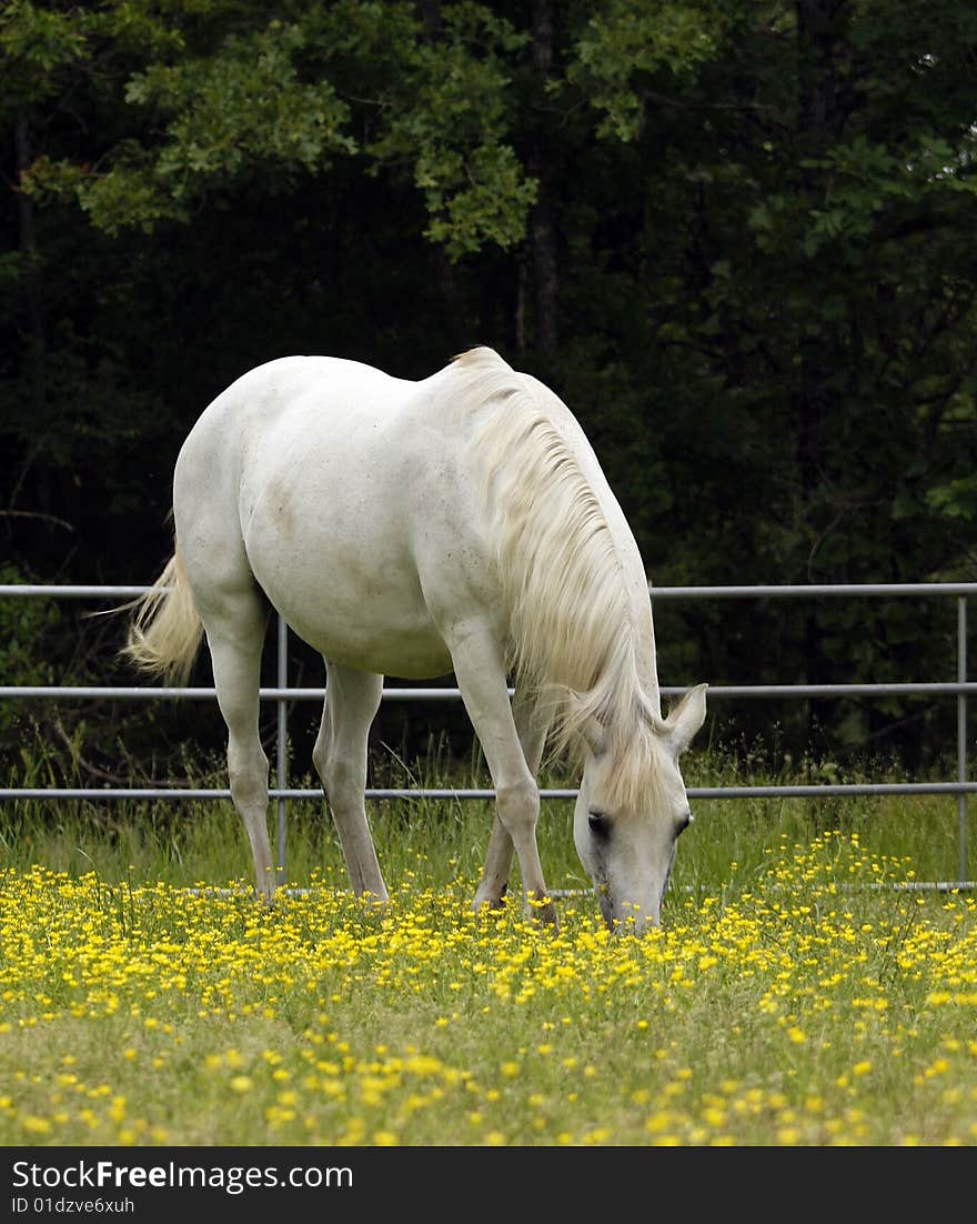 Grey Arabian mare grazing in pasture with yellow flowers