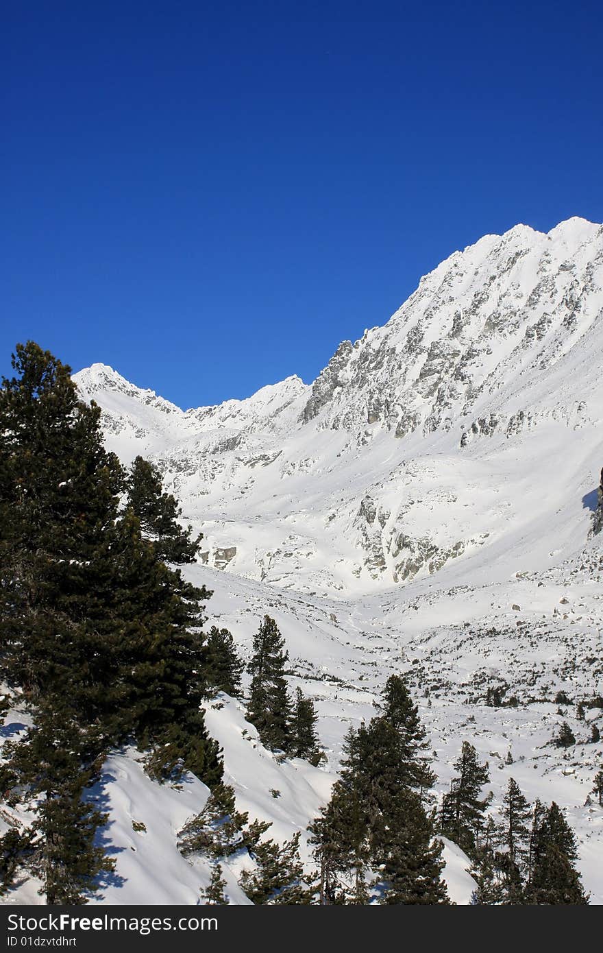 Beautiful,snowy mountain with trees in slovakia