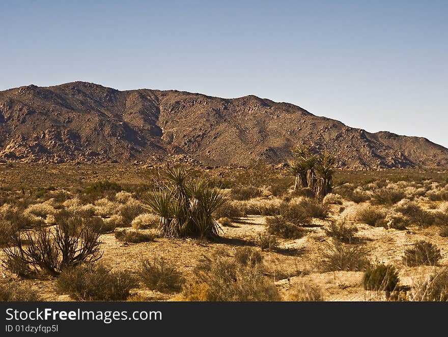 This is a Mojave desert picture of sage brush and yuccas against the Little San Bernardino Mountains of Joshua Tree National Park in Southern California. This is a Mojave desert picture of sage brush and yuccas against the Little San Bernardino Mountains of Joshua Tree National Park in Southern California.