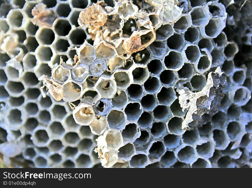 The inside of an empty hornet nest