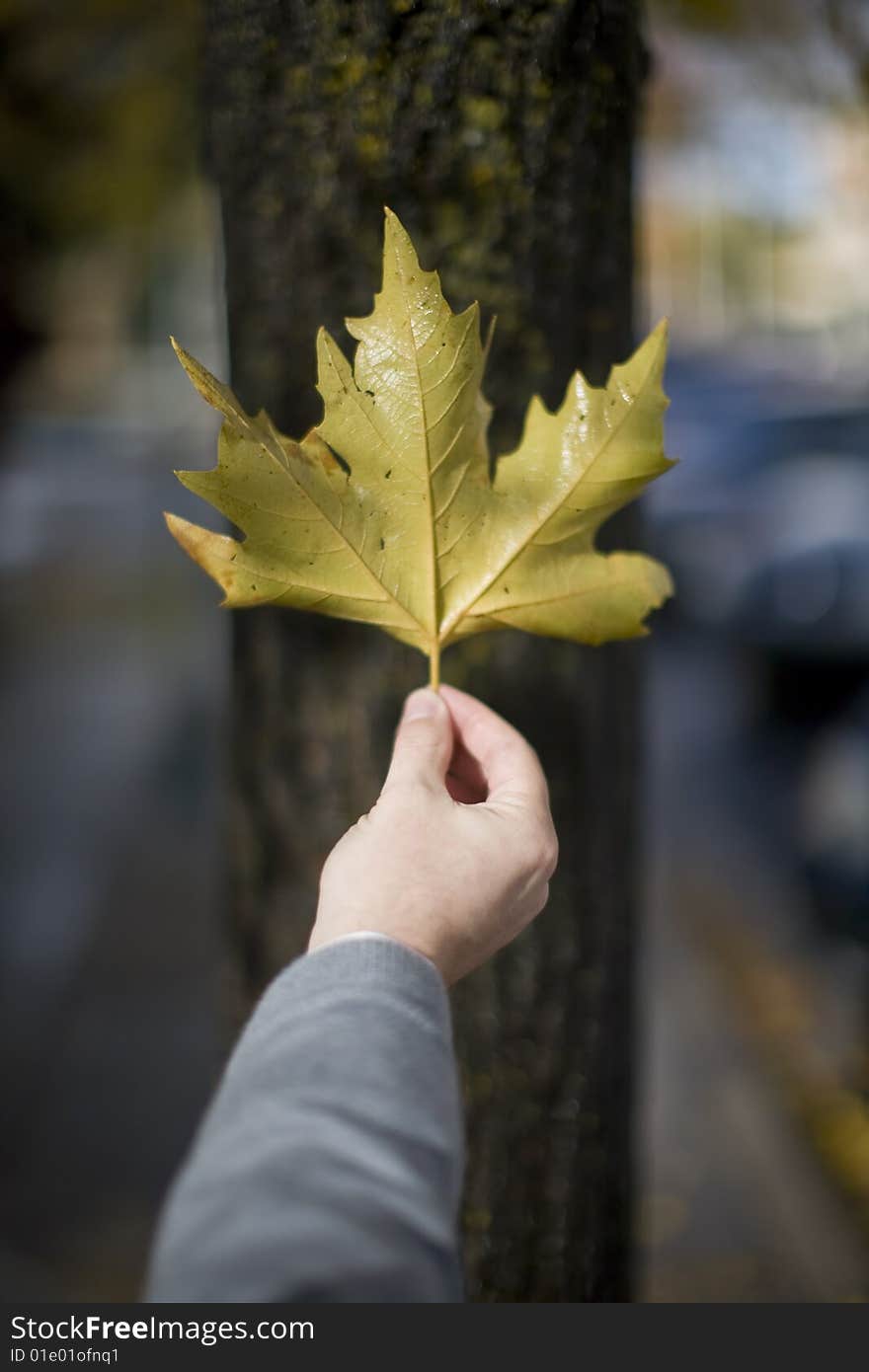 Man Holding Leaf