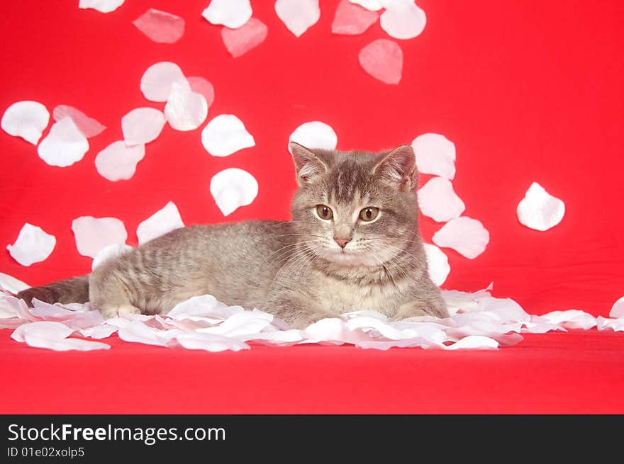 A kitten is showered by white rose petals on a red background for use as valentines day art. A kitten is showered by white rose petals on a red background for use as valentines day art