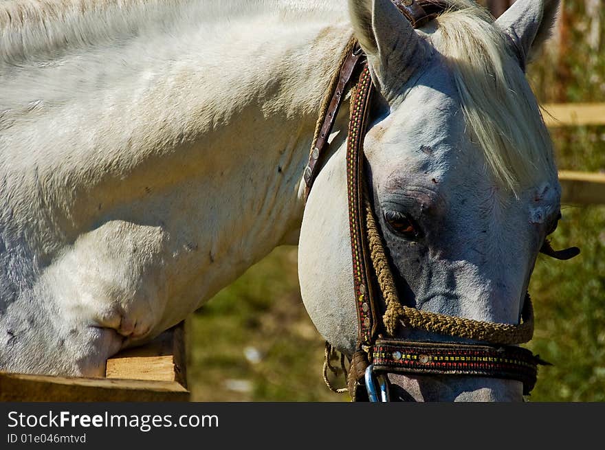 Calm horse on a farm. Calm horse on a farm.