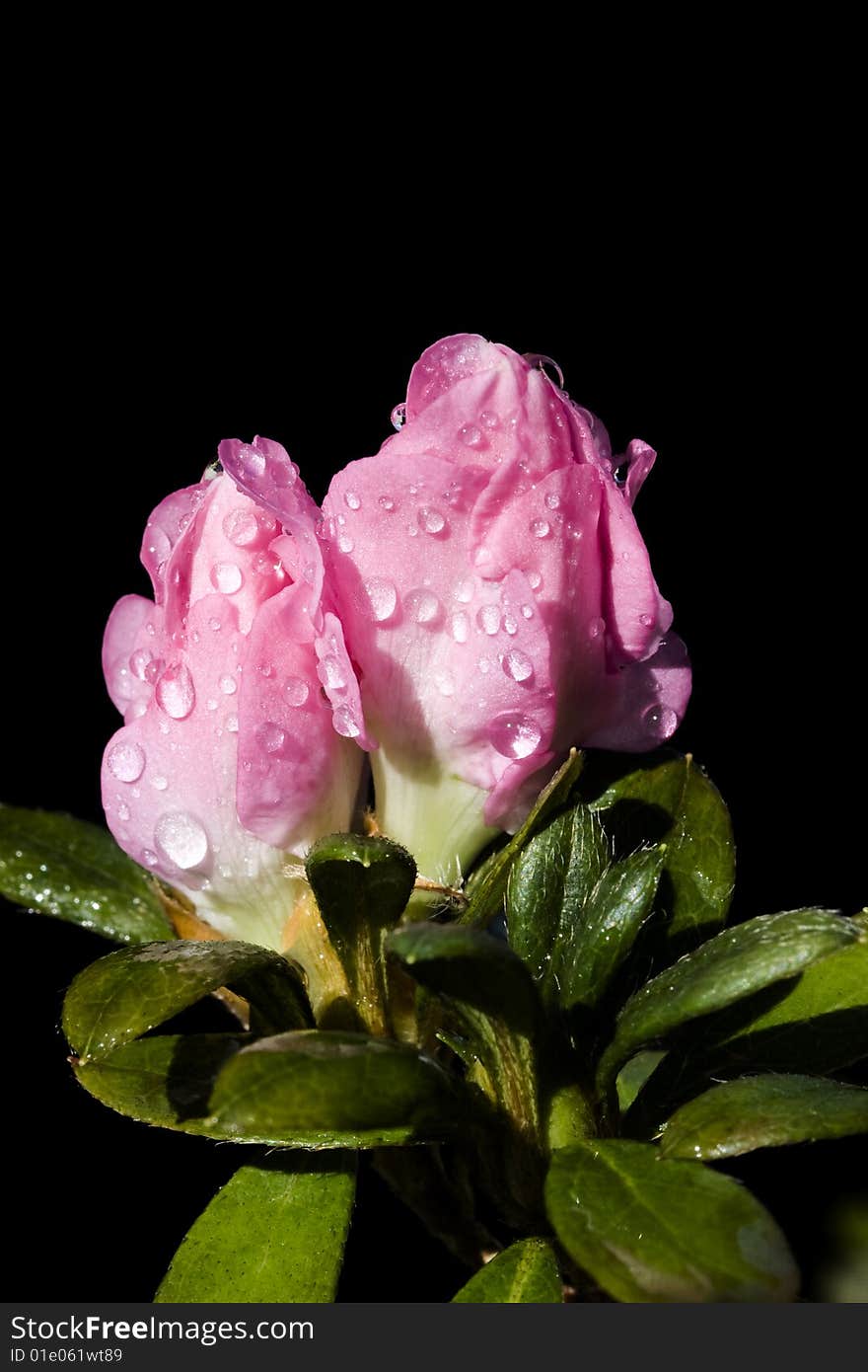 Pink Azalea buds