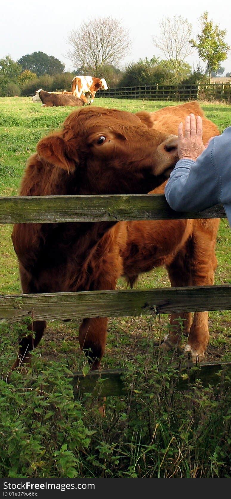 Highland cattle in England