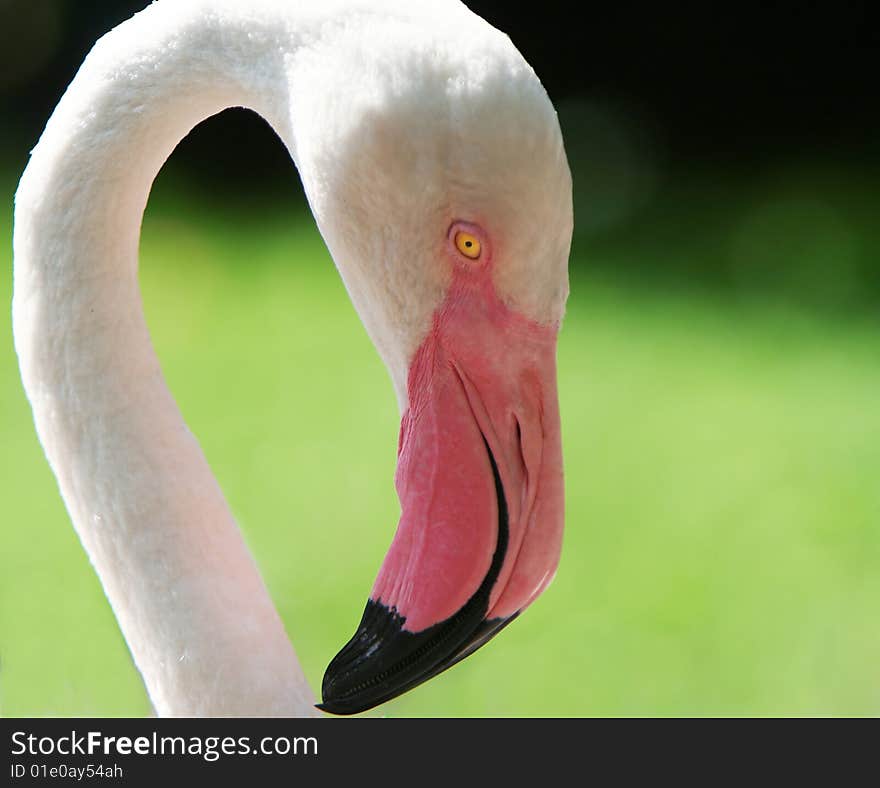 Flamingo portrait, close up