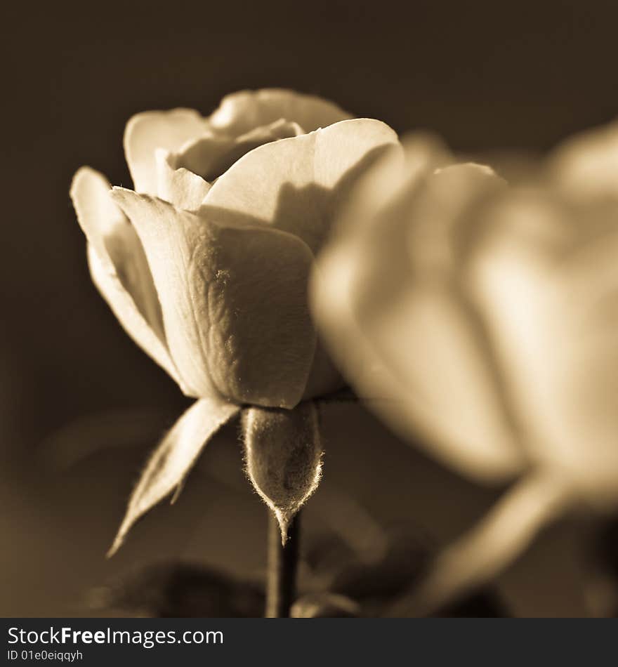 Sepia Rose