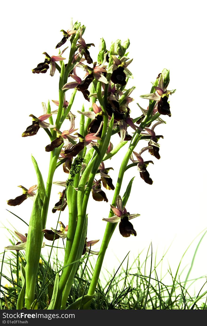 Orchids composition on white background