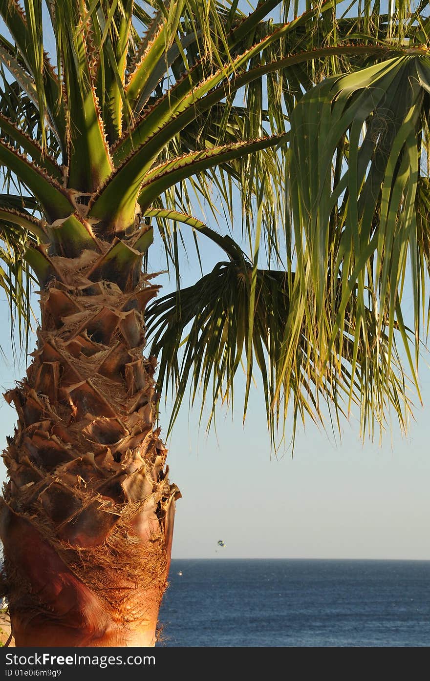 Palm tree on the sea background