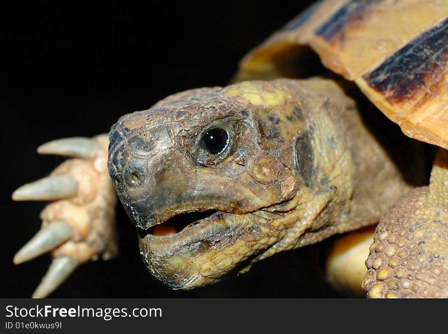 Turtle close-up