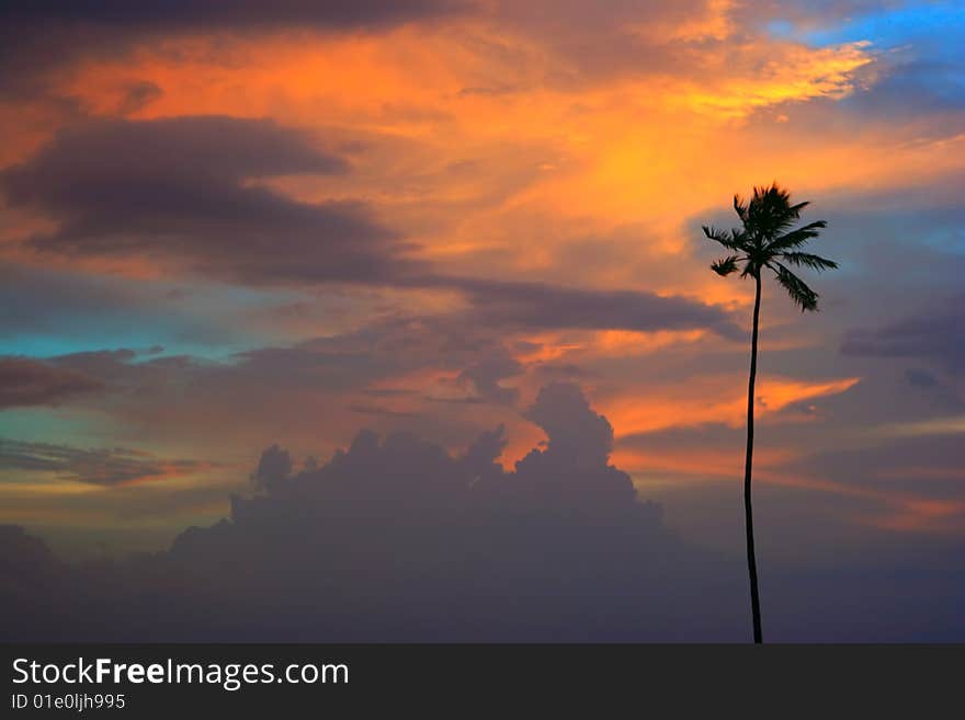 One palm the beach at sunset