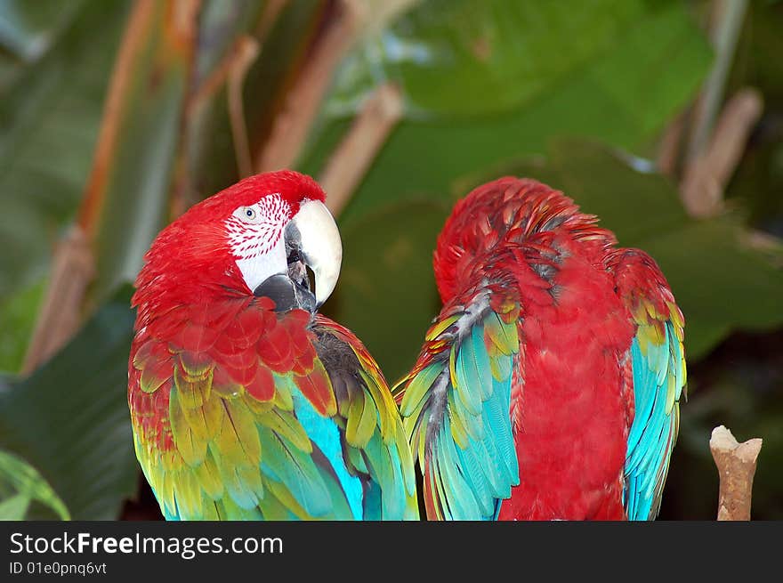 Macaw parrots