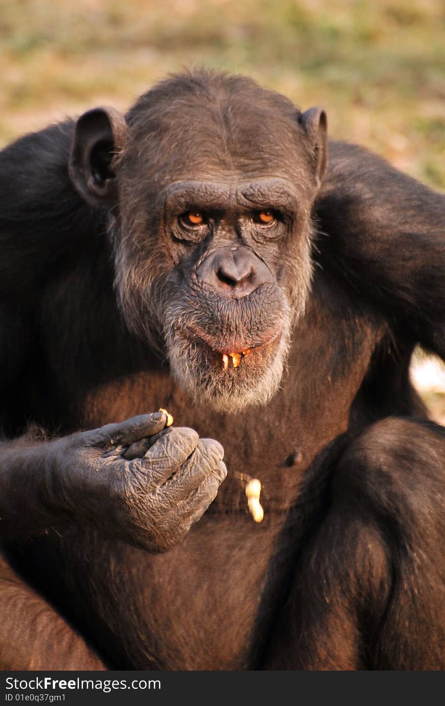 Black chimpanzee sitting all alone.