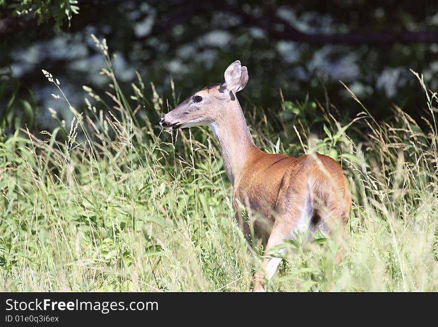 A whitetail deer, female, standing in tall grass in a meadow. A whitetail deer, female, standing in tall grass in a meadow.