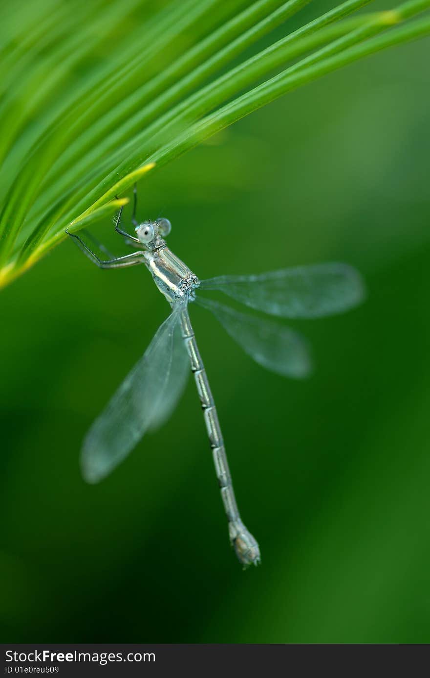 A dragon fly hangs from a palm frond. A dragon fly hangs from a palm frond.