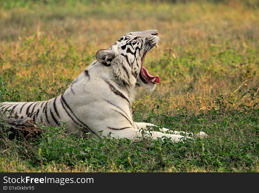 White tiger