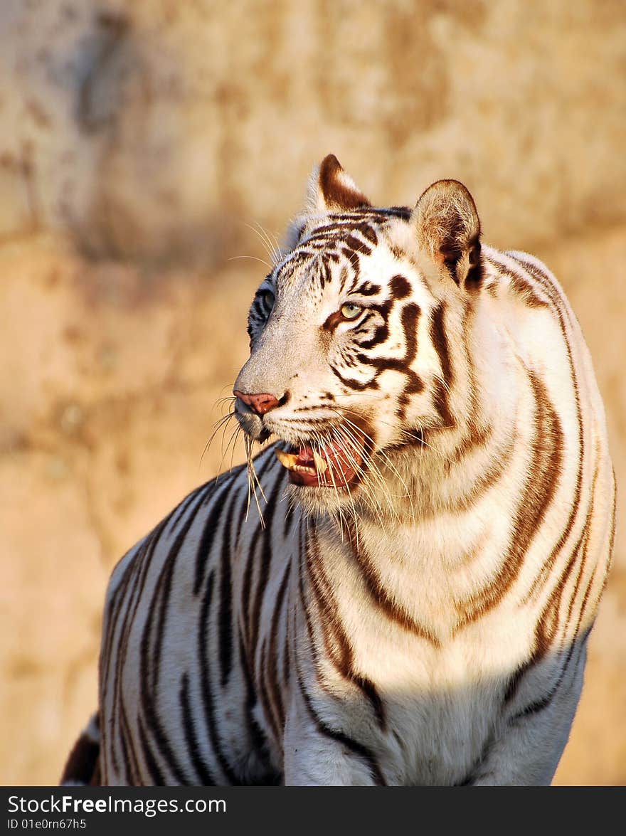 White Tiger