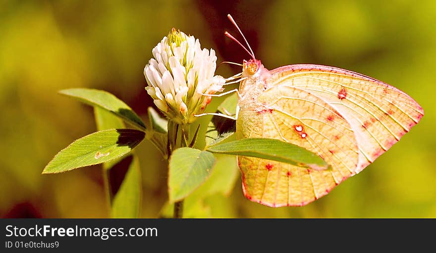 Butterfly sitting on white flower.