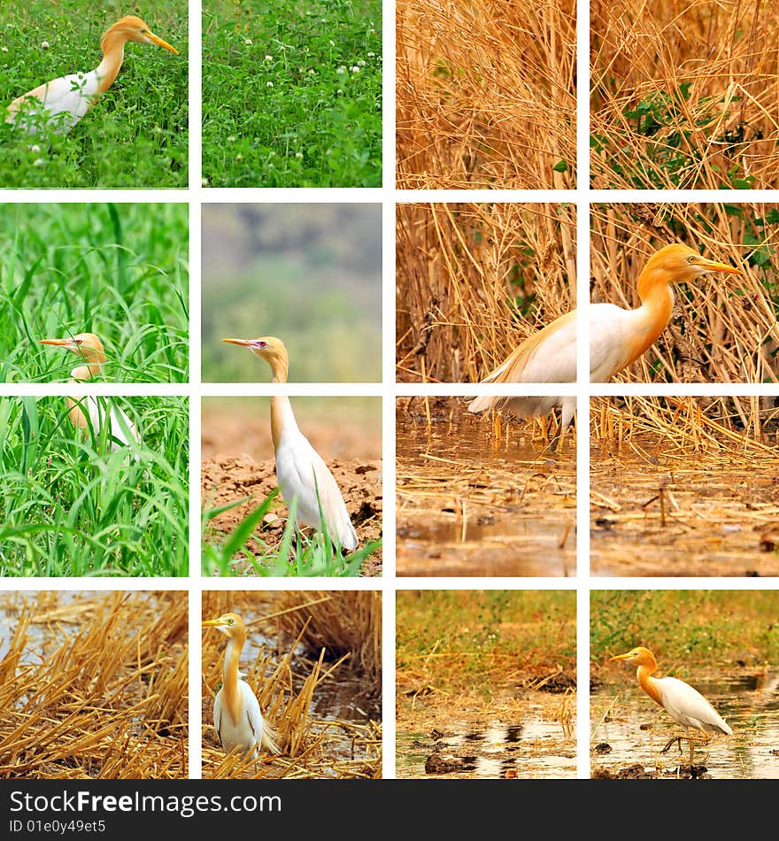 Collage of egret looking great. Collage of egret looking great.