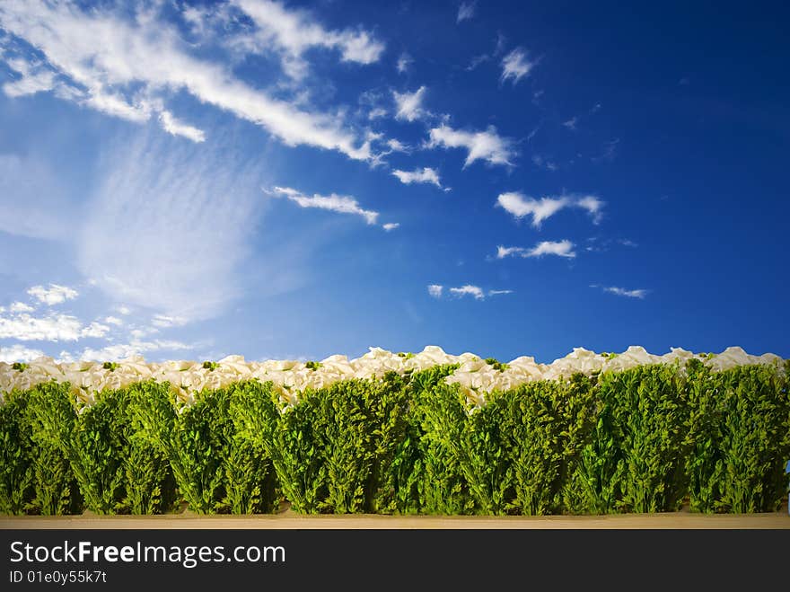 A green hedge under a blue sky