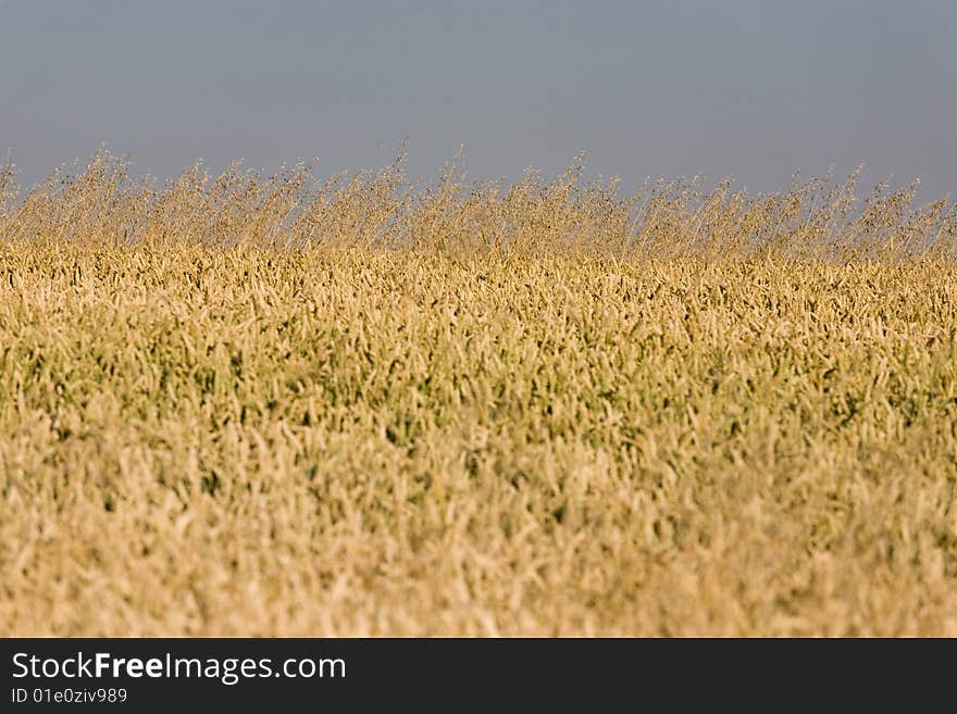 Corn on the field over horizon with ripe ears. Corn on the field over horizon with ripe ears.